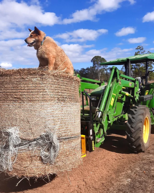 No time to hit the hay when you can enjoy the view 🐶 Bruce the cattle dog in Bundaberg, Queensland loving farm life. 

(still trying to make #DogsofRDO a thing…)

#RDOequipmentau #johndeere #deere #agriculture #ag #aussiefarmers #farming #farmlife #farmingaustralia #australianagriculture #johndeeregreen #johndeeretractor #deeresighting #tractor #farmdog #farmdogsofinstagram #cattledog #cattledogsofinstagram