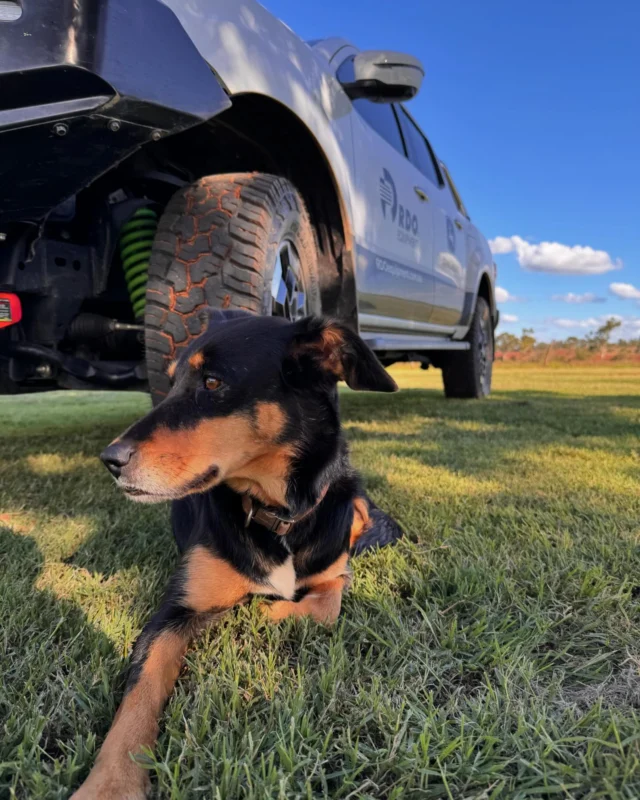 Sundays are for relaxing 🐶

📸 Angus, RDO Caboolture 

#RDOequipmentau #dogsofinstagram