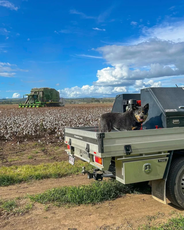 Peter, the blue cattle dog, livin’ the dream. 🐶 🌾

📸 Jack, RDO Gympie

#RDOequipmentau